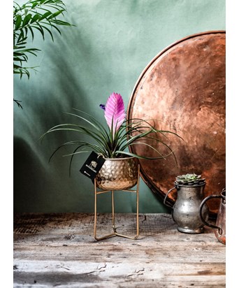Gold Ayaklı Saksıda Tillandsia 
